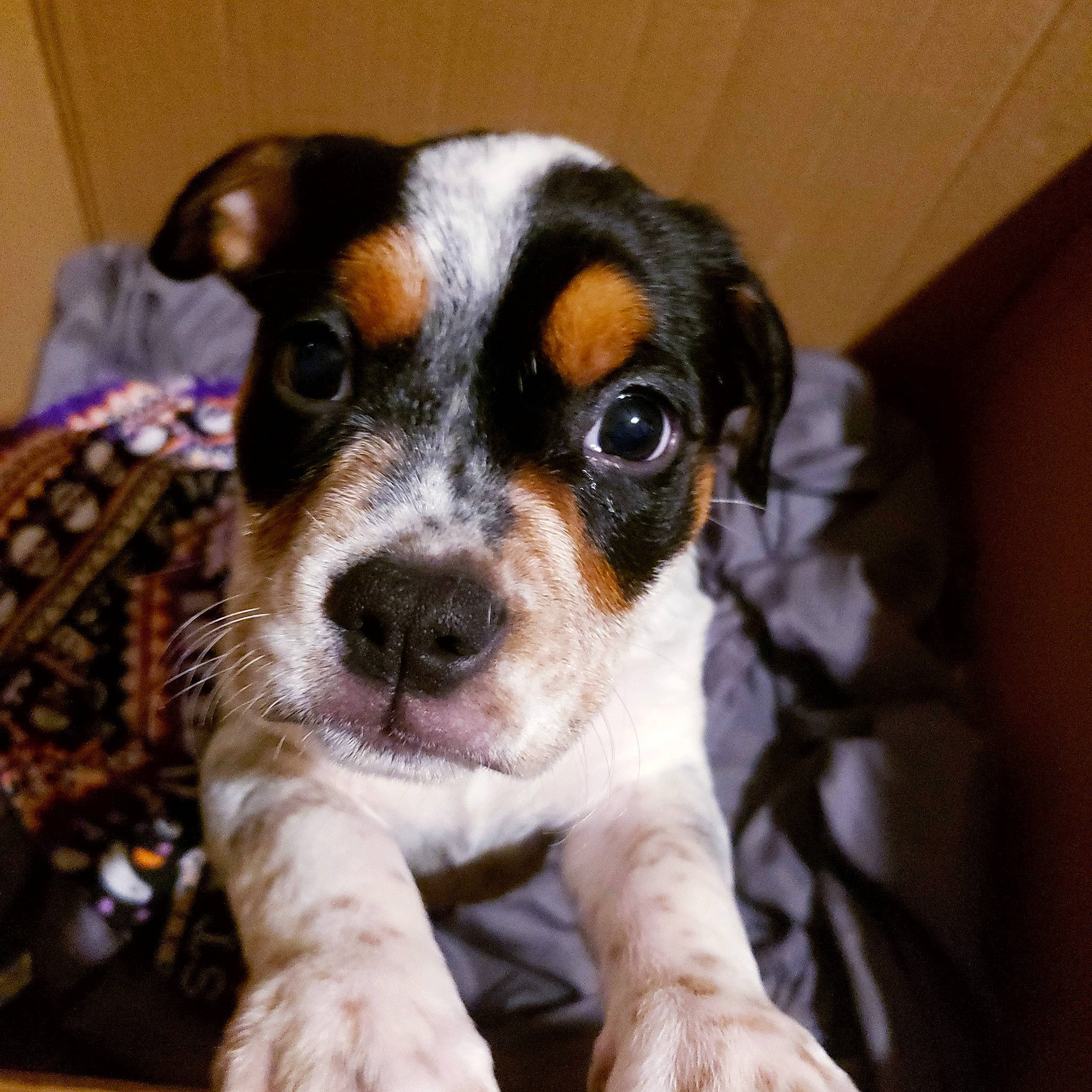 Jazz Music Wilson joined the competition — help win amazing prizes! canidae, carnivore, companion_dog, dog, dog_breed, fawn, fur, irishjacks, puppy, snout, sporting_group, terrestrial_animal, terrier, toy_dog, whiskers, working_animal, working_dog