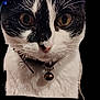 Loustic a rejoint le concours — aidez-le/la à gagner de superbes lots ! cat, black_and_white, close_up, pet, feline, whiskers, collar, bell, face, eyes, fur, animal, portrait, domestic, cute, curious, alert, indoor, mammal