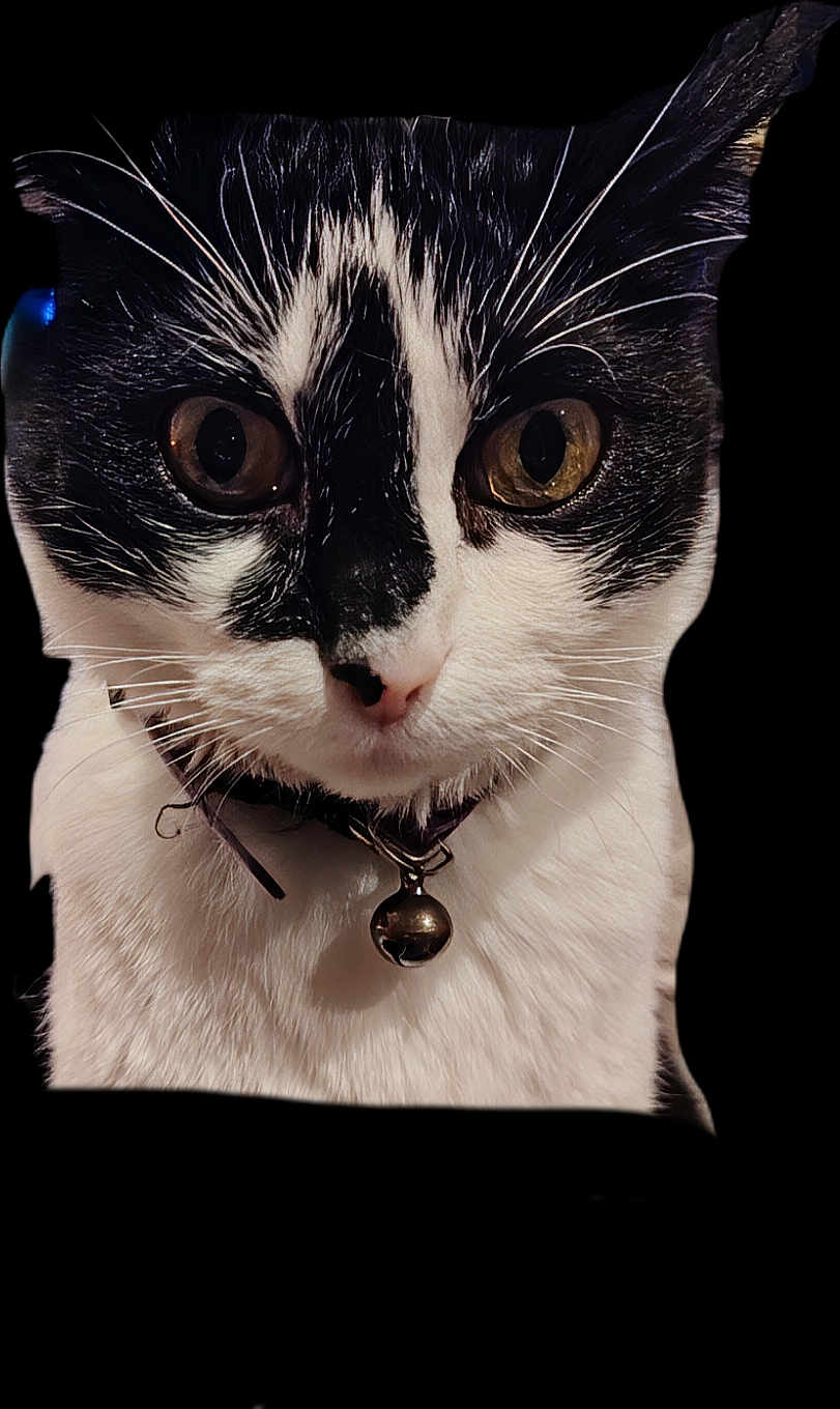 Loustic a rejoint le concours — aidez-le/la à gagner de superbes lots ! cat, black_and_white, close_up, pet, feline, whiskers, collar, bell, face, eyes, fur, animal, portrait, domestic, cute, curious, alert, indoor, mammal