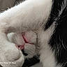 cat, sleeping, white_fur, black_fur, bicolor, close_up, pet, animal, whiskers, paws, pink_nose, closed_eyes, fluffy, fur, resting, indoor, dark_background, portrait, cute, watermark