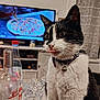 cat, black_and_white, tongue_out, collar, bell, table, bottle, glass, tv, pizza, living_room, curtain, furniture, indoor, pet, cute, close_up, whiskers, playful, domestic_animal