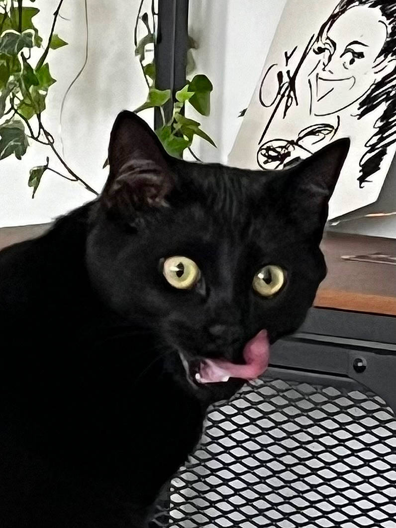 Bagheera a rejoint le concours — aidez-le/la à gagner de superbes lots ! black, black_cat, bombay, carnivore, cat, domestic_short_haired_cat, felidae, fur, monochrome_photography, plant, small_to_medium_sized_cats, snout, terrestrial_animal, whiskers