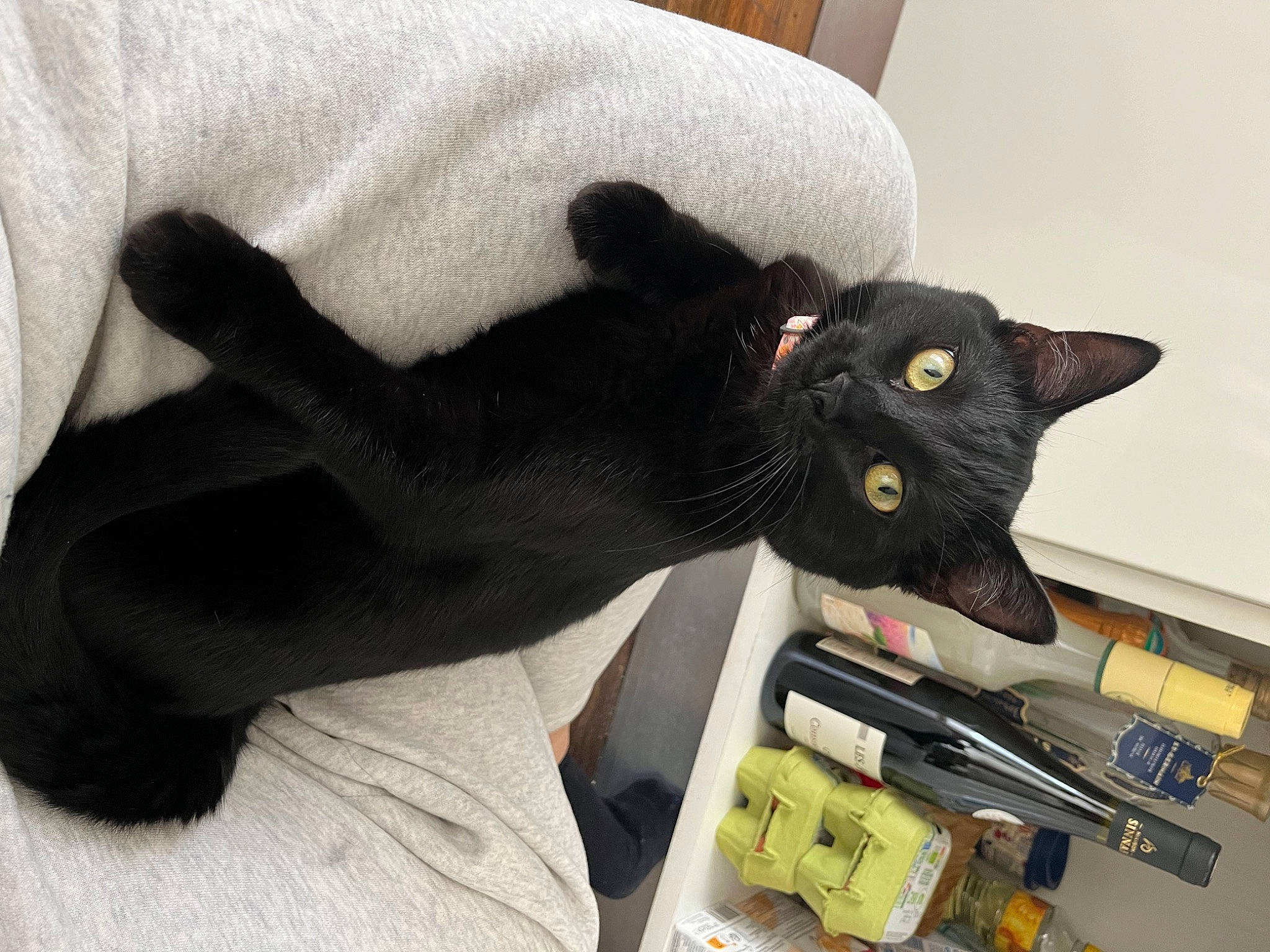 Bagheera participe au concours pour gagner de l'argent avec cette photo : black_cat, carnivore, cat, comfort, domestic_short_haired_cat, felidae, fur, gesture, plant, room, small_to_medium_sized_cats, tail, whiskers