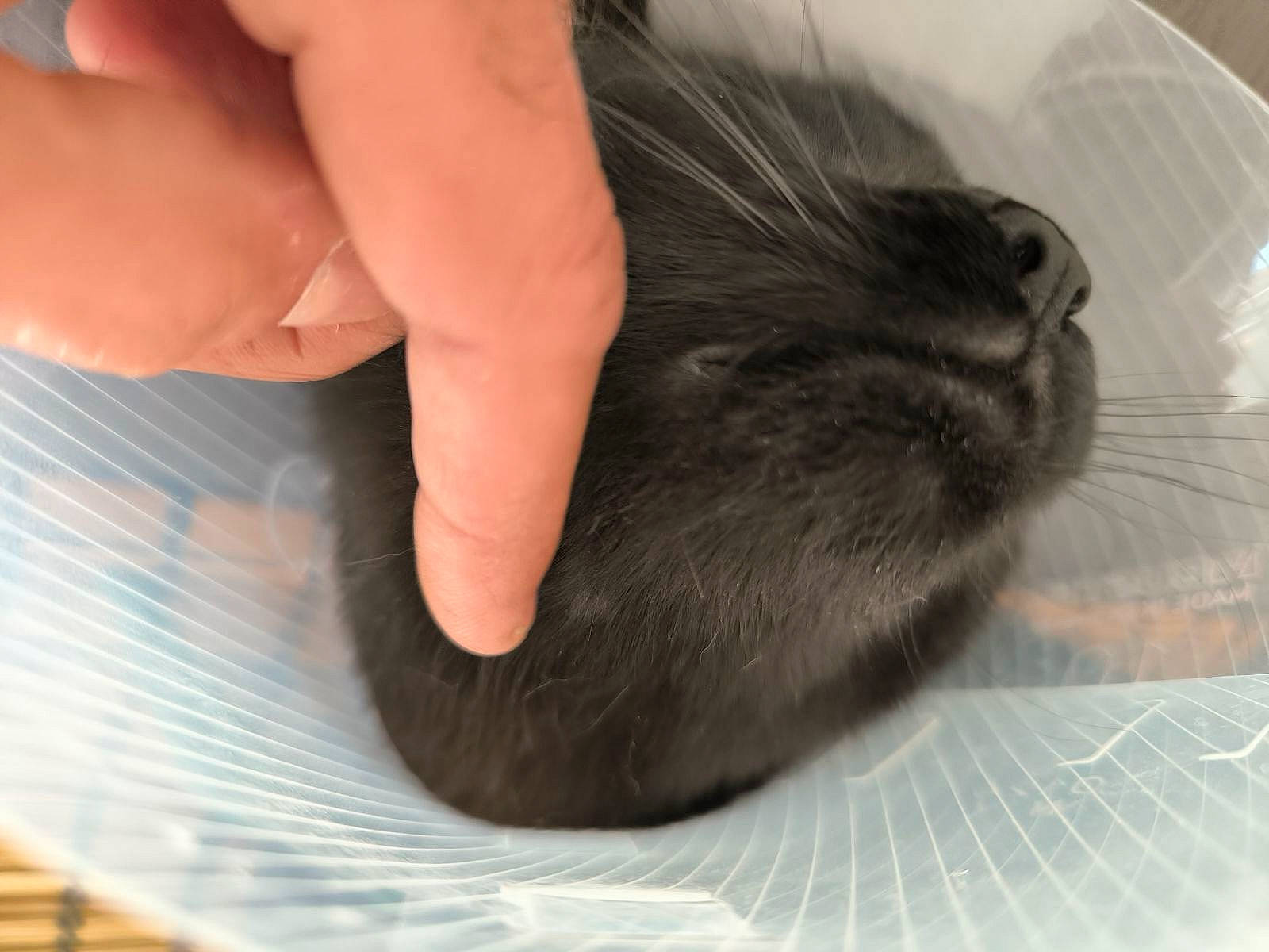 Bagheera a rejoint le concours — aidez-le/la à gagner de superbes lots ! carnivore, cat, claw, comfort, domestic_short_haired_cat, eye, felidae, foot, fur, gesture, hardwood, human_leg, nail, nap, small_to_medium_sized_cats, snout, terrestrial_animal, thumb, whiskers, wrist