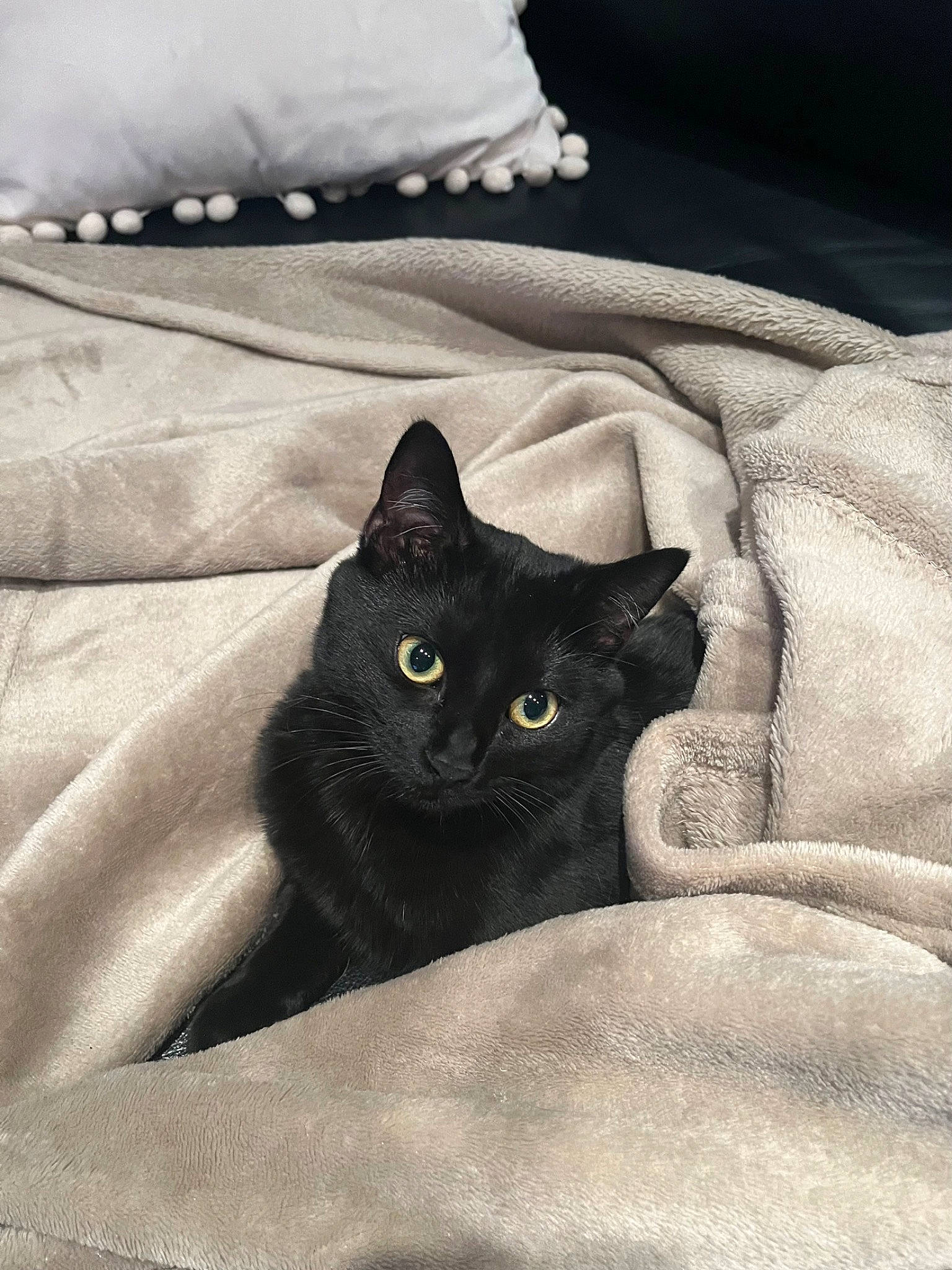 Bagheera a rejoint le concours — aidez-le/la à gagner de superbes lots ! bedding, black_cat, bombay, carnivore, cat, comfort, domestic_short_haired_cat, felidae, fur, grey, linens, monochrome_photography, pattern, sitting, small_to_medium_sized_cats, snout, tail, terrestrial_animal, tints_and_shades, whiskers