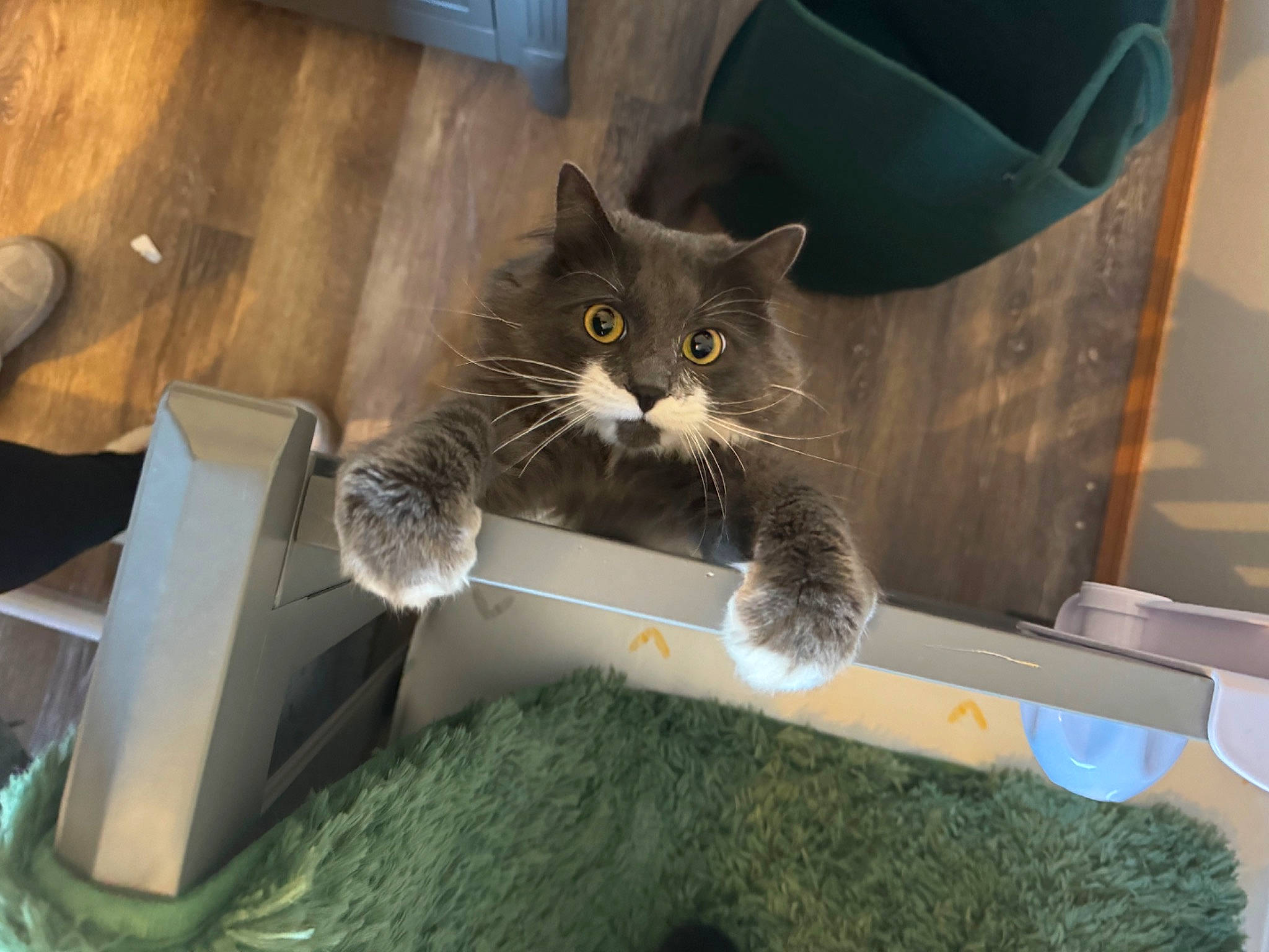 Theodore joined the competition — help win amazing prizes! box, carnivore, cat, cat_furniture, cat_supply, cat_toy, comfort, domestic_short_haired_cat, felidae, fur, paw, pet_supply, small_to_medium_sized_cats, snout, tail, whiskers, wood