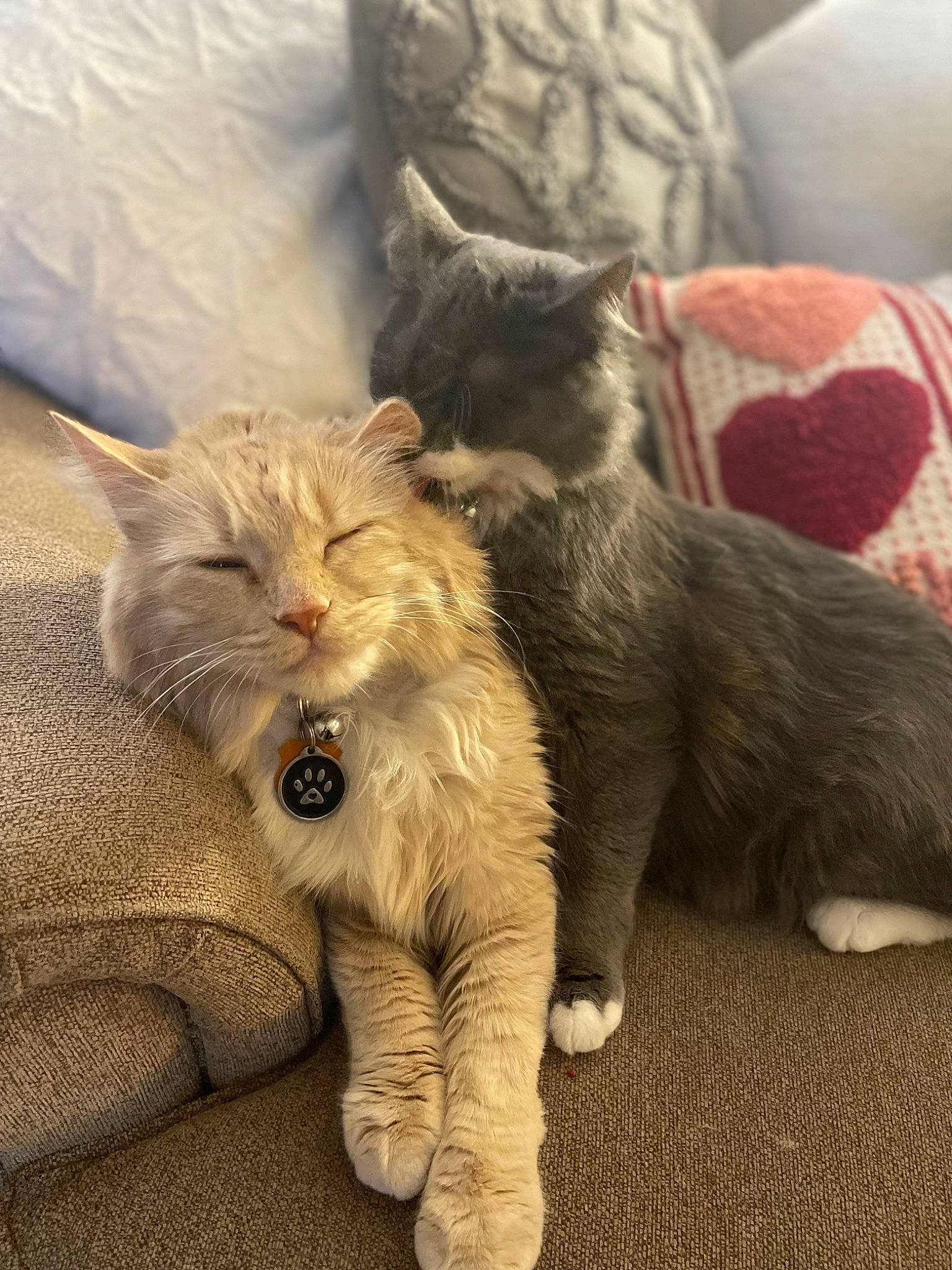 Theodore joined the competition — help win amazing prizes! carnivore, cat, claw, comfort, couch, domestic_short_haired_cat, felidae, fur, grey, paw, pillow, russian_blue, small_to_medium_sized_cats, snout, tail, terrestrial_animal, whiskers