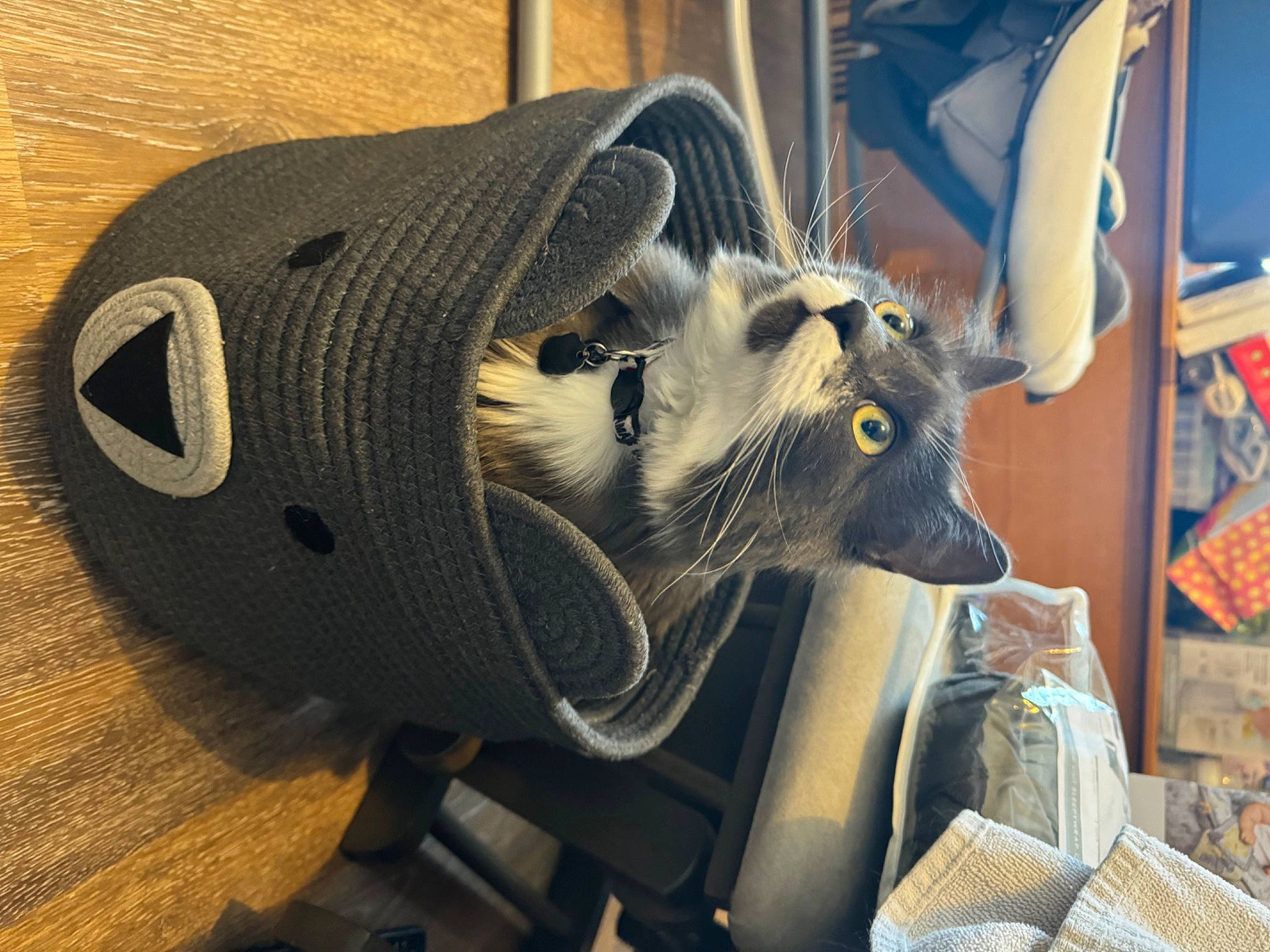 Theodore joined the competition — help win amazing prizes! art, athletic_shoe, auto_part, automotive_design, automotive_tire, electric_blue, fashion_accessory, felidae, fur, machine, metal, outdoor_shoe, personal_protective_equipment, snout, sportswear, walking_shoe, whiskers