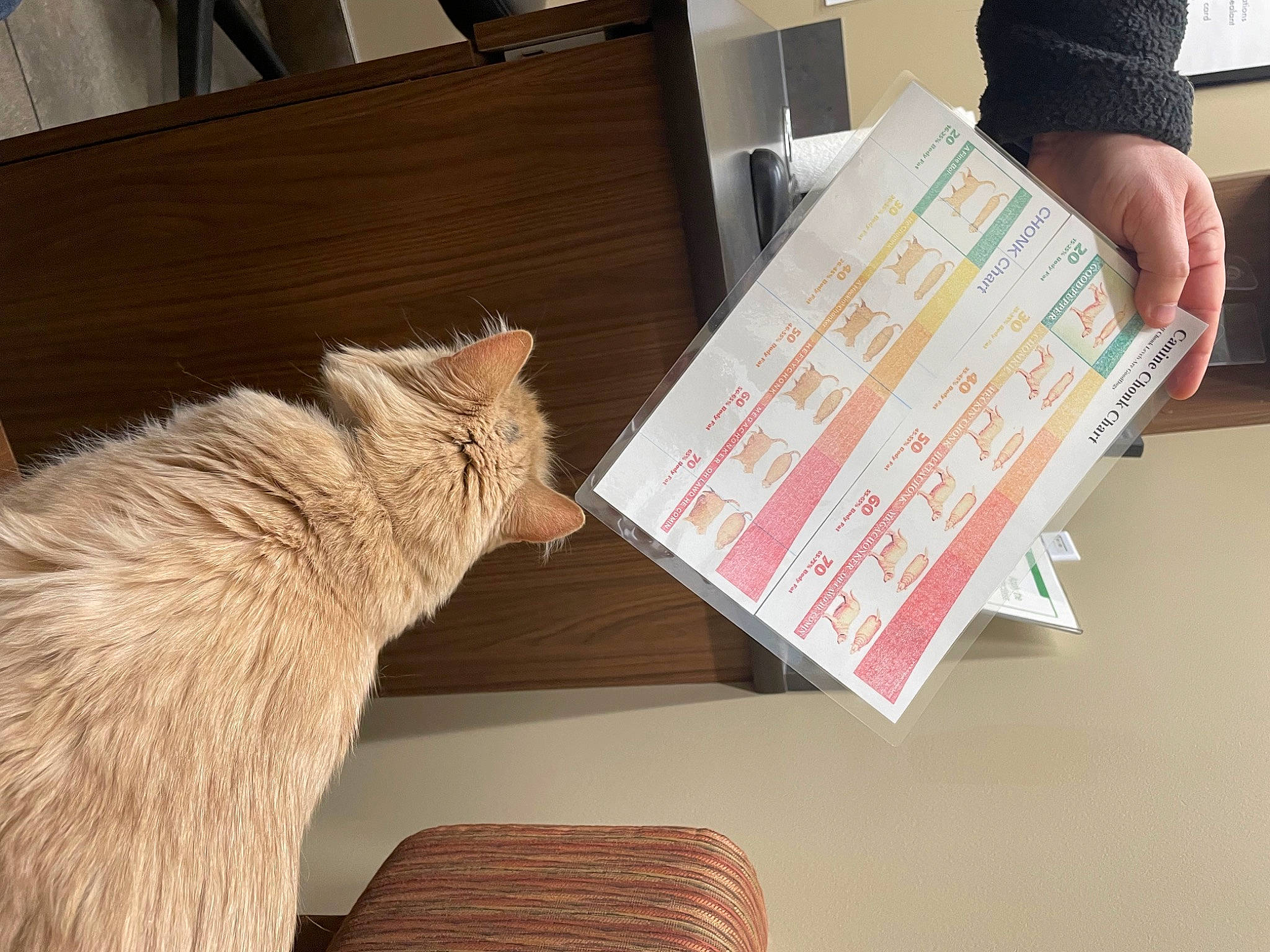 Jameson is registered to the contest to win money with this photo: cardboard, carnivore, cat, comfort, domestic_short_haired_cat, fawn, felidae, flooring, font, fur, handwriting, hardwood, paper, room, small_to_medium_sized_cats, tail, whiskers, window, wood, wood_stain
