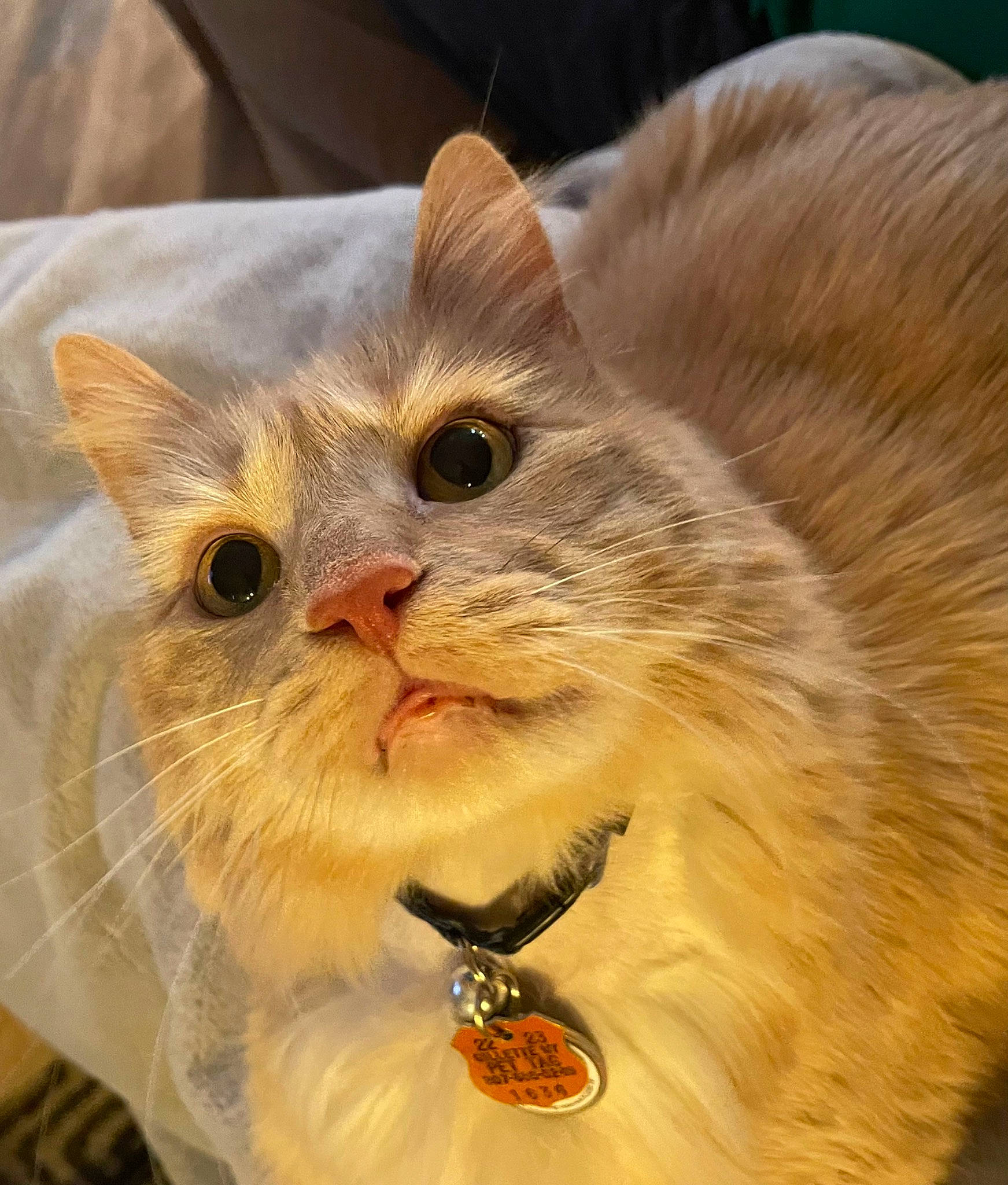 Jameson joined the competition — help win amazing prizes! carnivore, cat, domestic_short_haired_cat, eyelash, fawn, felidae, fur, small_to_medium_sized_cats, snout, whiskers