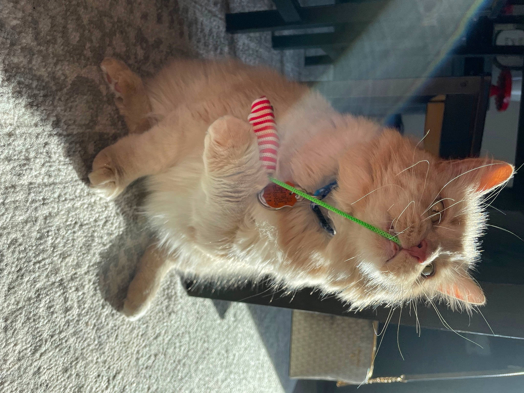Jameson joined the competition — help win amazing prizes! canidae, carnivore, cat, claw, collar, dog_breed, domestic_short_haired_cat, ear, fang, fawn, felidae, fur, paw, small_to_medium_sized_cats, snout, tail, whiskers