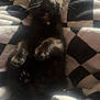 kitten, cat, black_cat, pet, animal, furry, cute, paw, whiskers, blanket, checkered_pattern, cozy, indoor, resting, fur, young, small, looking_up, soft, comfort