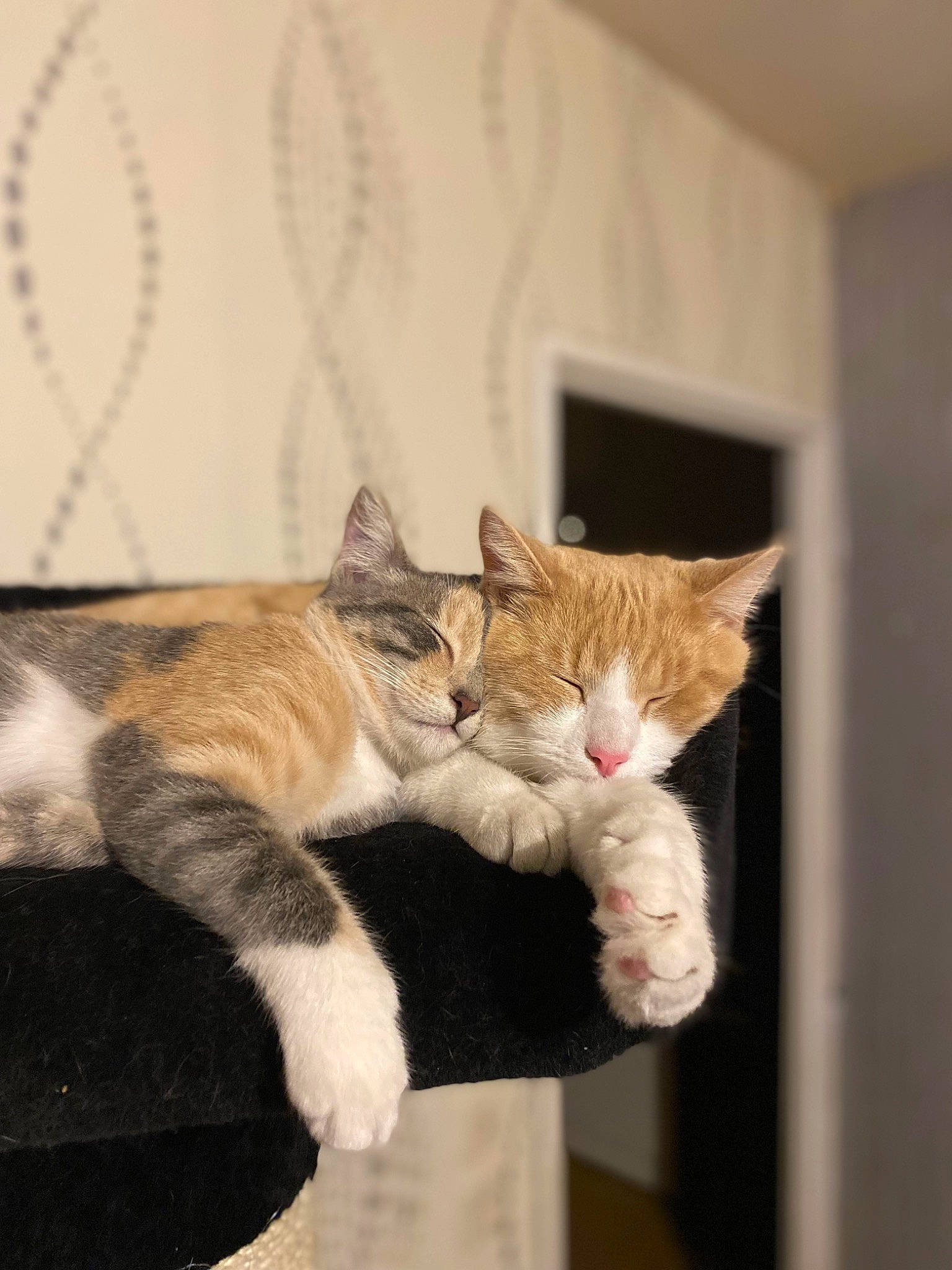 Caramel a rejoint le concours — aidez-le/la à gagner de superbes lots ! carnivore, cat, cat_furniture, claw, comfort, domestic_short_haired_cat, door, fawn, felidae, fur, gesture, paw, small_to_medium_sized_cats, snout, tail, terrestrial_animal, whiskers, wildlife, window, wood