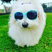 Vany a rejoint le concours — aidez-le/la à gagner de superbes lots ! dog, white_dog, sunglasses, grass, outdoor, pet, fluffy, cute, summer, accessory, animal, nature, green, portrait, fashion, funny, playful, cute_pet, canine, sunny
