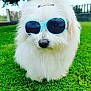 dog, white_dog, sunglasses, grass, outdoor, pet, fluffy, cute, summer, accessory, animal, nature, green, portrait, fashion, funny, playful, cute_pet, canine, sunny
