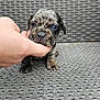 Rex joined the competition — help win amazing prizes! puppy, dog, hand, wicker, gray, speckled, cute, pet, animal, small, young, nibble, curious, closeup, texture, floor, indoor, friendly, adorable, playful