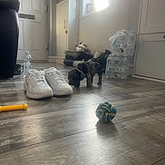 Rex joined the competition — help win amazing prizes! puppy, dog, indoor, floor, sneakers, toy, rope_toy, water_bottles, window, light, door, cabinet, shoes, wooden_floor, pet, curious, small, home, cozy, plastic_wrap