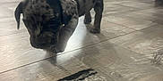 Rex is registered to the contest to win money with this photo: puppy, dog, indoor, floor, carpet, patterned_rug, cute, small, walking, spotted, animal, pet, young, curious, home, wooden_floor, blurred_background, domestic, canine, playful