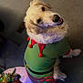 animal, carpet, christmas, costume, cute, decorations, dog, elf_outfit, festive, fur, golden_retriever, green, holiday, indoor, pet, red, smiling, tinsel, tree_skirt, white