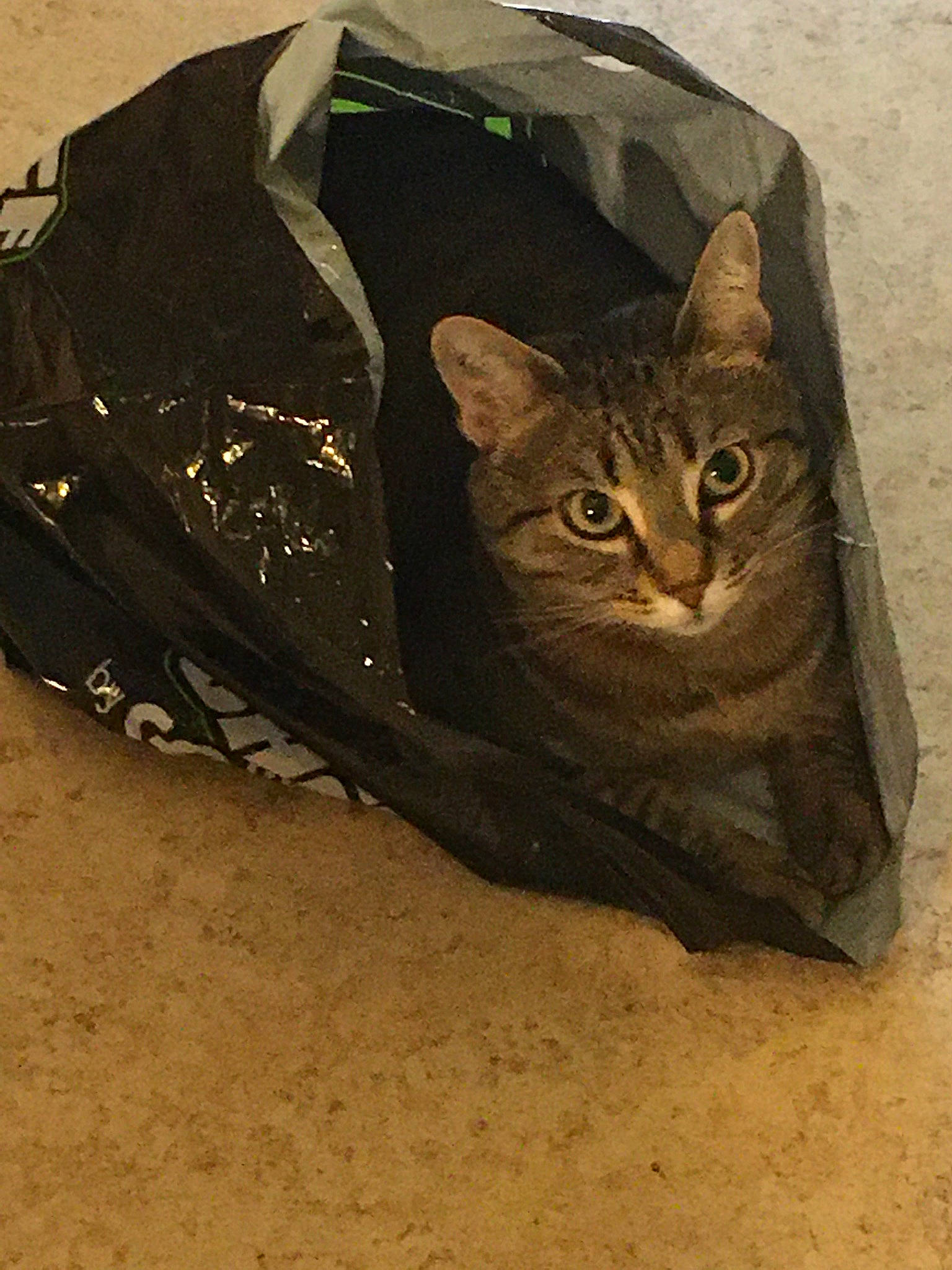 Bubbles a rejoint le concours — aidez-le/la à gagner de superbes lots ! art, bag, carnivore, cat, domestic_short_haired_cat, fashion_accessory, felidae, fur, illustration, metal, small_to_medium_sized_cats, snout, tail, terrestrial_animal, tire, visual_arts, whiskers, wildlife, window, wood