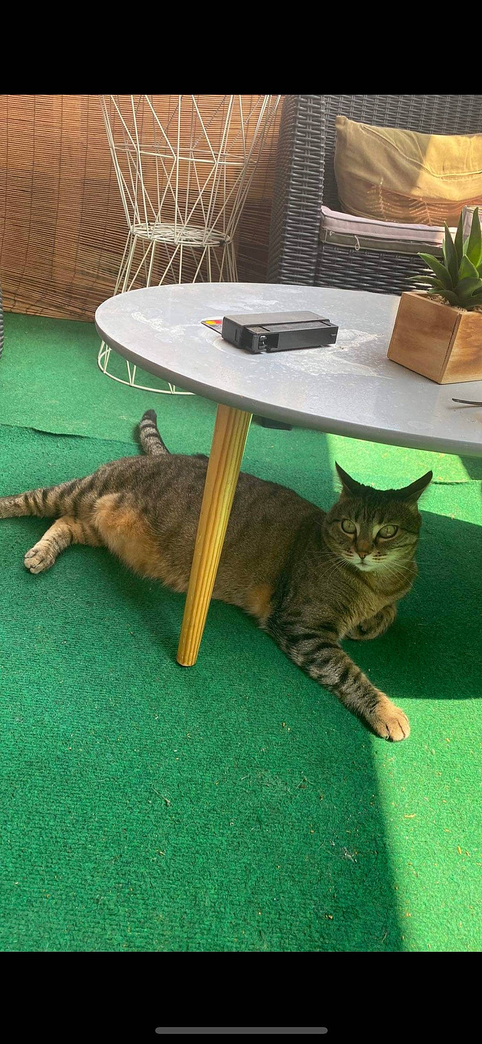 Bubbles participe au concours pour gagner de l'argent avec cette photo : carnivore, cat, comfort, domestic_short_haired_cat, fawn, felidae, floor, flooring, flowerpot, fur, grass, hardwood, houseplant, plant, small_to_medium_sized_cats, table, tail, whiskers, wildlife, wood