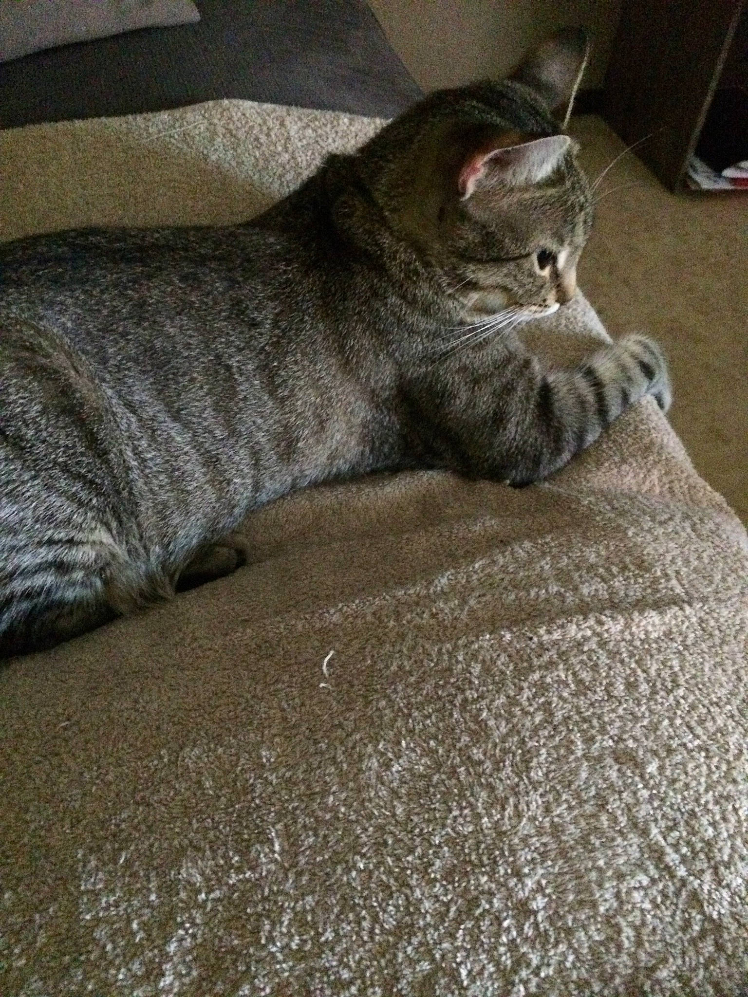 Bubbles participe au concours pour gagner de l'argent avec cette photo : bedding, carnivore, cat, claw, comfort, domestic_short_haired_cat, eye, felidae, flooring, fur, grey, linens, nap, paw, small_to_medium_sized_cats, tail, terrestrial_animal, whiskers