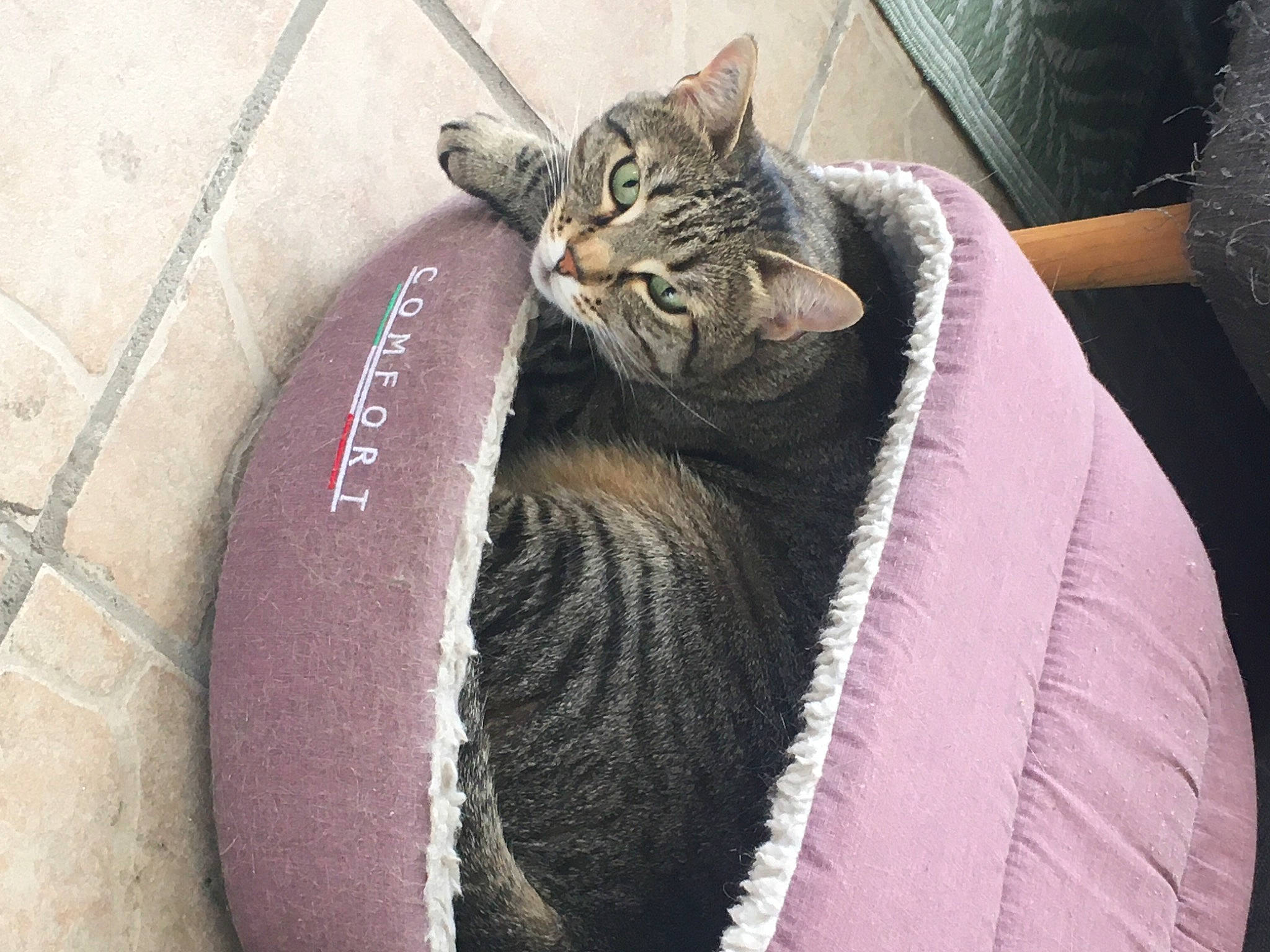 Bubbles a rejoint le concours — aidez-le/la à gagner de superbes lots ! automotive_tire, bag, carmine, carnivore, cat, comfort, domestic_short_haired_cat, felidae, foot, fur, grey, magenta, outdoor_shoe, paw, pink, sitting, small_to_medium_sized_cats, snout, tail, whiskers