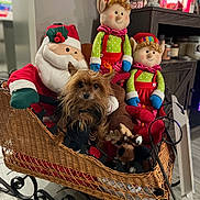 Charlie is registered to the contest to win money with this photo: christmas, cozy, curly_hair, cute, decorative, dog, elf_dolls, festive, green_clothing, holiday_decor, home_interior, indoor, plush_toys, red_clothing, santa_doll, seated, small_dog, smiling_doll, wicker_sleigh, wood_floor