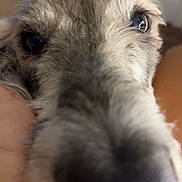 Roxy Bell joined the competition — help win amazing prizes! dog, close_up, snout, nose, fur, eyes, pet, animal, curious, portrait, indoor, blurry_background, muzzle, canine, whiskers, friendly, nose_focus, furry, domestic_animal, companion