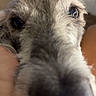 dog, close_up, snout, nose, fur, eyes, pet, animal, curious, portrait, indoor, blurry_background, muzzle, canine, whiskers, friendly, nose_focus, furry, domestic_animal, companion