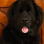 dog, newfoundland, black_fur, fluffy, large_dog, tongue_out, close_up, portrait, pet, canine, nose, eyes, wooden_door, indoor, brown_background, muzzle, cute, expression, sitting, companion
