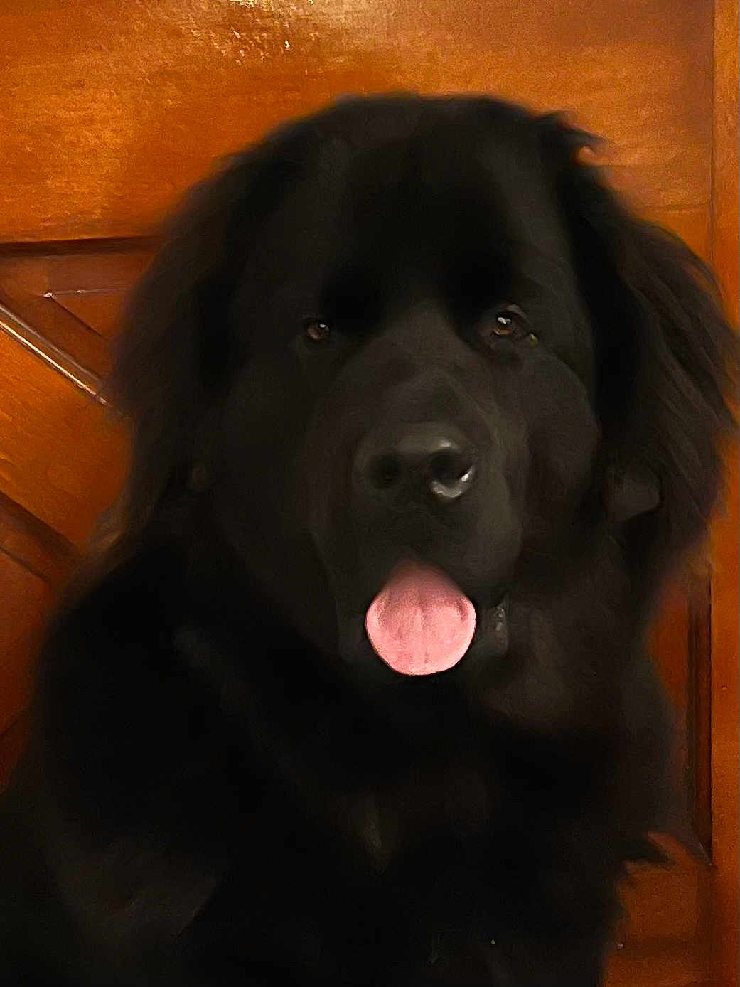 Eli is registered to the contest to win money with this photo: dog, newfoundland, black_fur, fluffy, large_dog, tongue_out, close_up, portrait, pet, canine, nose, eyes, wooden_door, indoor, brown_background, muzzle, cute, expression, sitting, companion
