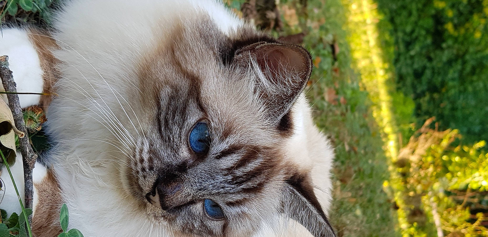 Myrtille participe au concours pour gagner de l'argent avec cette photo : balinese, birman, carnivore, cat, close_up, domestic_short_haired_cat, fawn, felidae, fur, grass, plant, ragdoll, small_to_medium_sized_cats, snout, terrestrial_animal, thai, tonkinese, tree, whiskers, wildlife