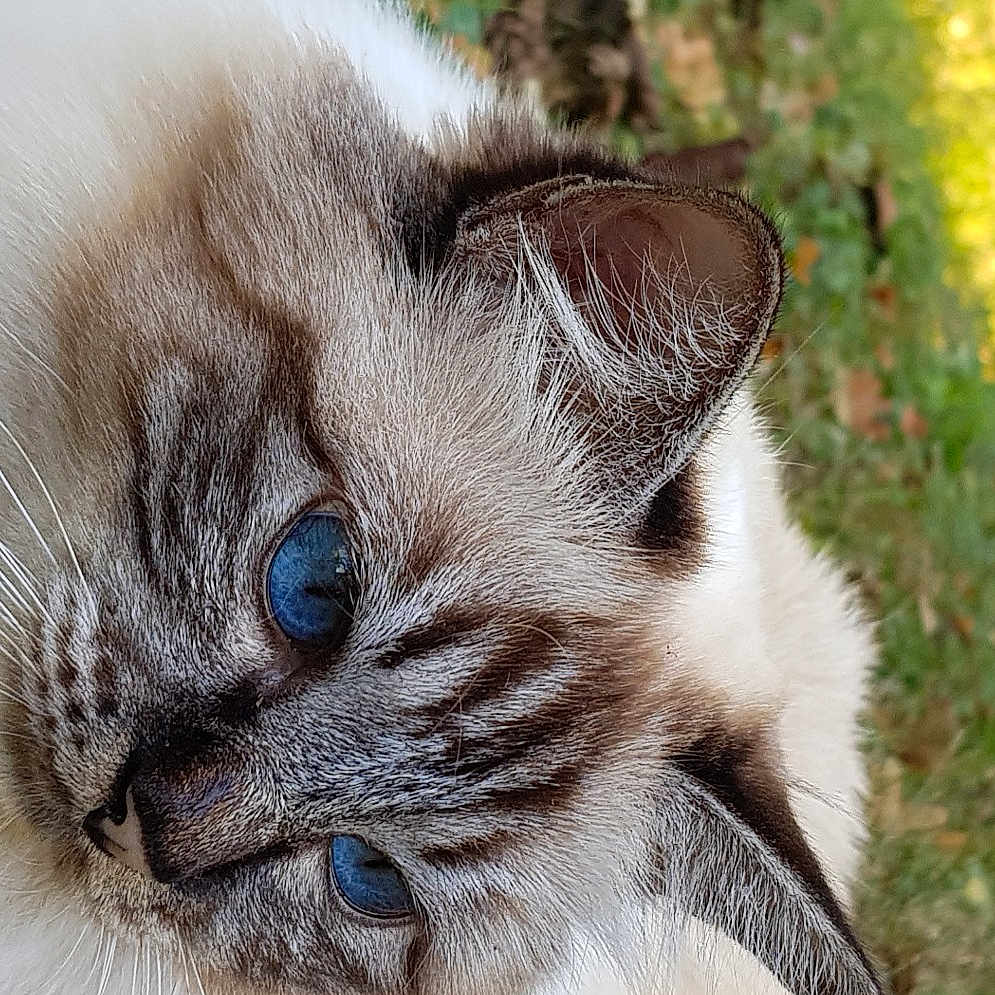 Myrtille