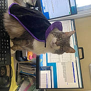 Addison Marie is registered to the contest to win money with this photo: audio_equipment, carnivore, cat, computer, computer_component, computer_hardware, computer_keyboard, computer_monitor, desktop_computer, domestic_short_haired_cat, felidae, input_device, mouse, numeric_keypad, peripheral, personal_computer, publication, shelving, small_to_medium_sized_cats, whiskers