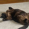 Greyson Reese joined the competition — help win amazing prizes! animal, carpet, cat, cozy, cute, cute_pet, domestic, feline, fluffy, fur, home, indoor, lying_down, paws, pet, relaxed, resting, sleepy, tail, wood_floor