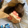 Greyson Reese joined the competition — help win amazing prizes! batteries, blanket, brown_cat, cardboard, cat, cozy, crumpled, domestic_animal, ears, feline, fur, indoor, no_faces, paper_bag, pet, relaxed, resting, soft_texture, still_life, target_bag
