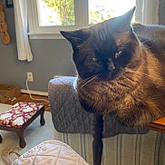 Greyson Reese is registered to the contest to win money with this photo: animal, cat, cozy, curtains, domestic, floor, footstool, furniture, home, indoor, light, pet, quilted_cover, relaxed, siamese_cat, slipper, sunlight, table, window, wooden_table