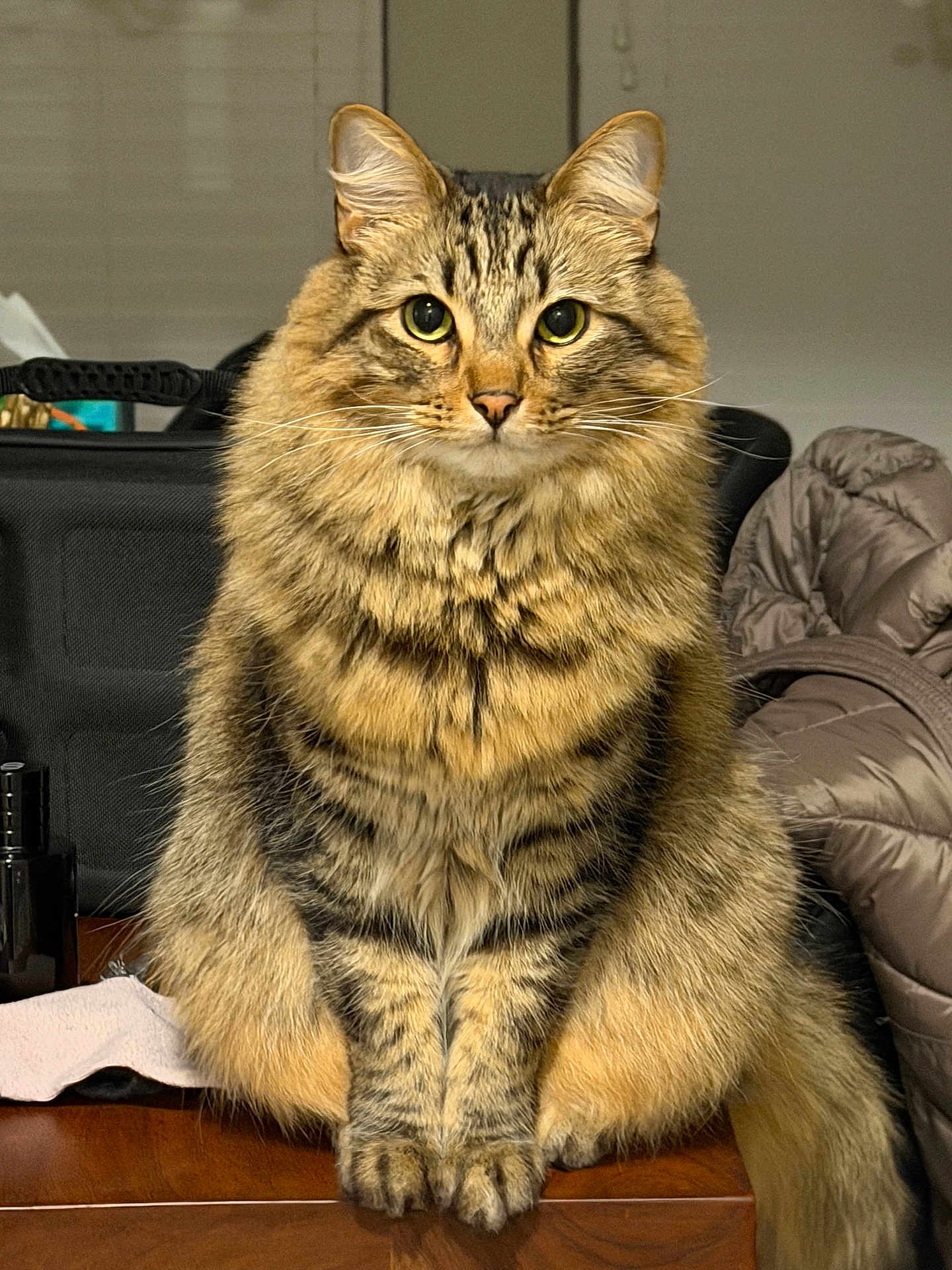 Kenji joined the competition — help win amazing prizes! animal, cat, closeup, cozy, curious, domestic_cat, ears, eyes, feline, fluffy, fur, household, indoor, mammal, pet, portrait, sitting, tabby, whiskers, wooden_surface