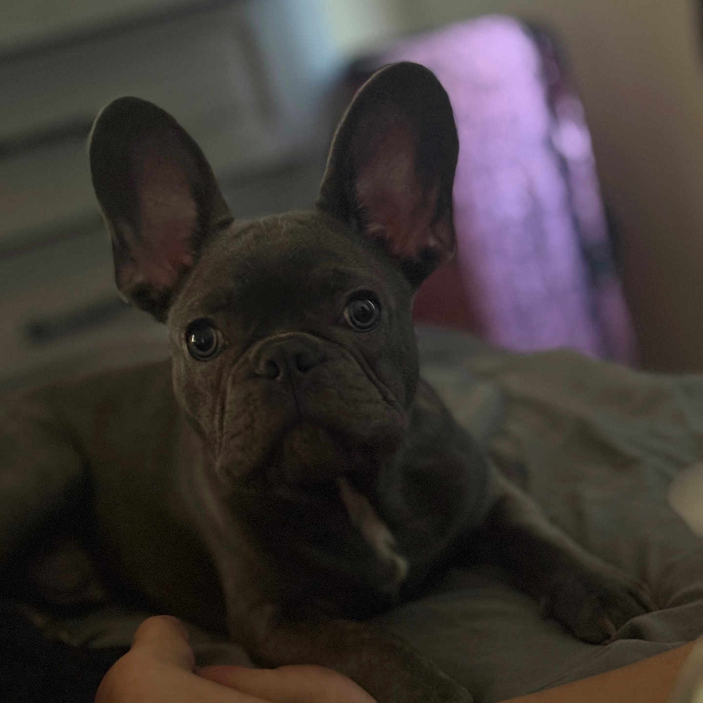 Bruno