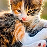 adorable, animal, calico, cat, closeup, cute, feline, fur, kitten, outdoor, paw, pet, pink_nose, portrait, relaxed, sleepy, soft, sunlight, whiskers, young