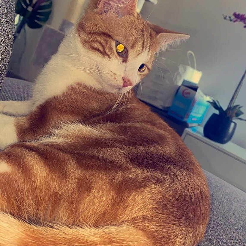 Pupule participe au concours pour gagner de l'argent avec cette photo : cat, cat_tree, closeup, couch, domestic_animal, ears, feline, fur, furniture, home, houseplant, indoor, orange_cat, pet, relaxing, remote_control, resting, side_view, whiskers, white_cat