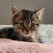 Aglaë a rejoint le concours — aidez-le/la à gagner de superbes lots ! kitten, cat, tabby, feline, pet, animal, cute, fluffy, whiskers, ears, eyes, fur, bed, blanket, indoor, resting, young, small, cozy, soft