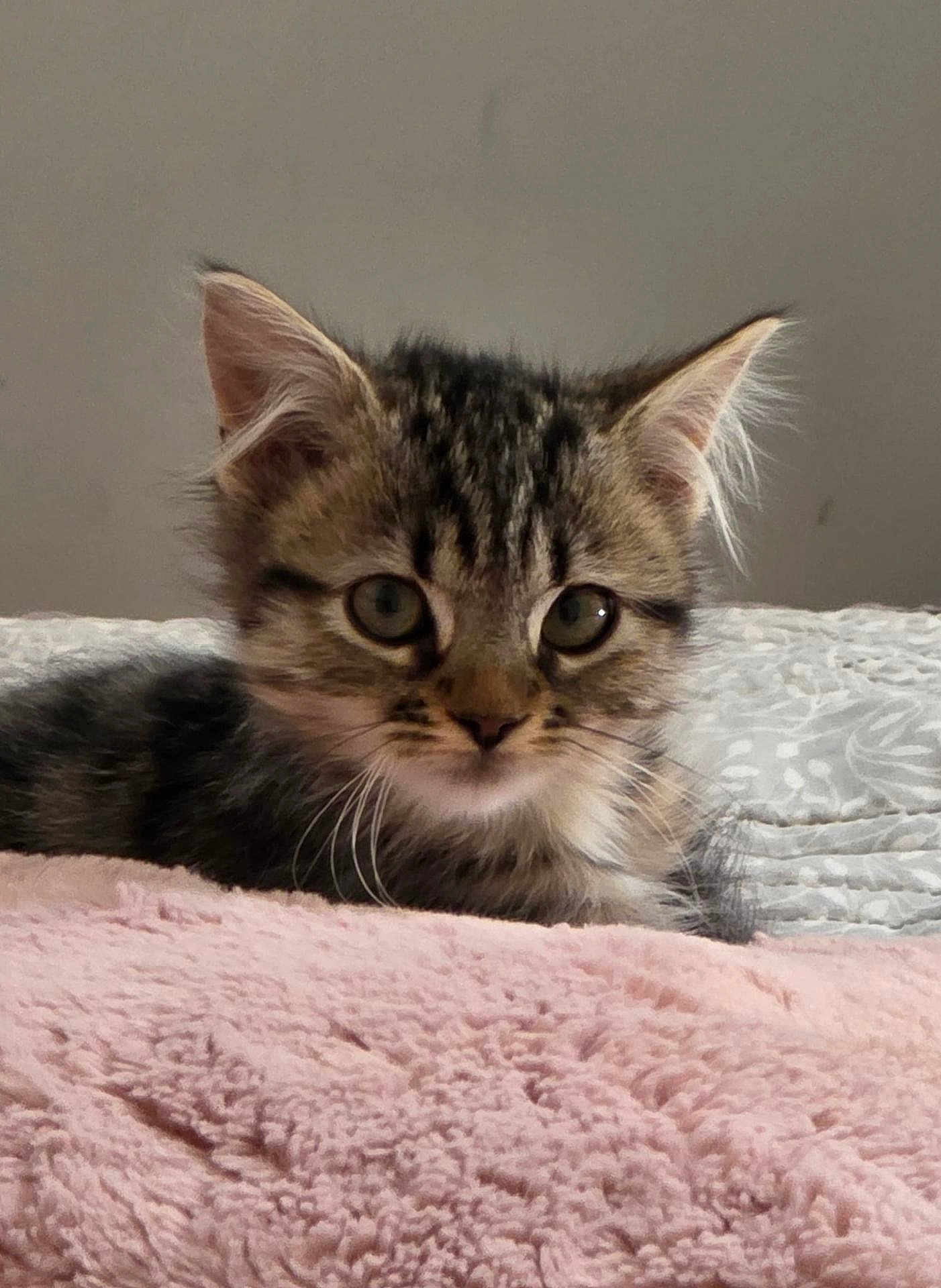 Aglaë a rejoint le concours — aidez-le/la à gagner de superbes lots ! kitten, cat, tabby, feline, pet, animal, cute, fluffy, whiskers, ears, eyes, fur, bed, blanket, indoor, resting, young, small, cozy, soft