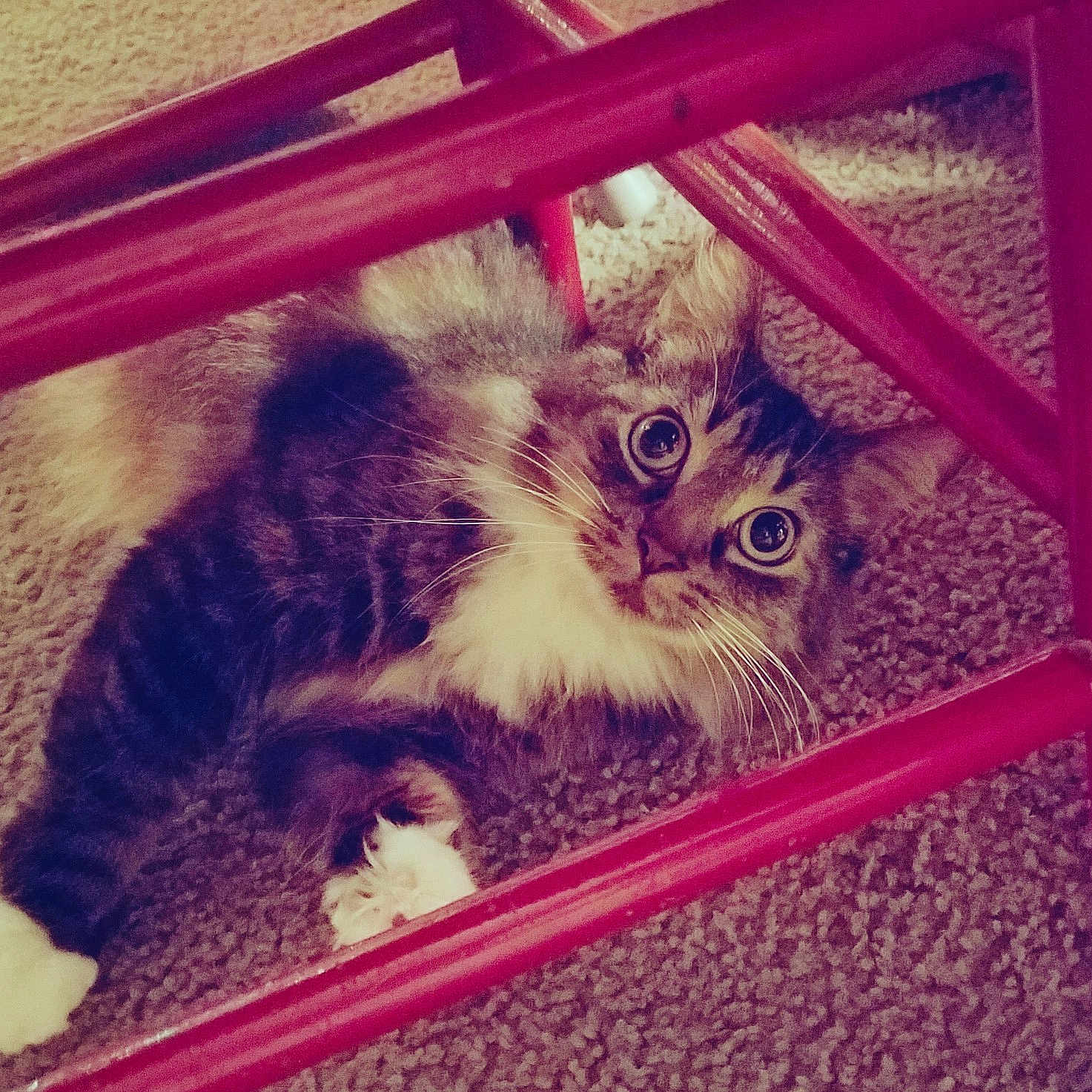 Millie