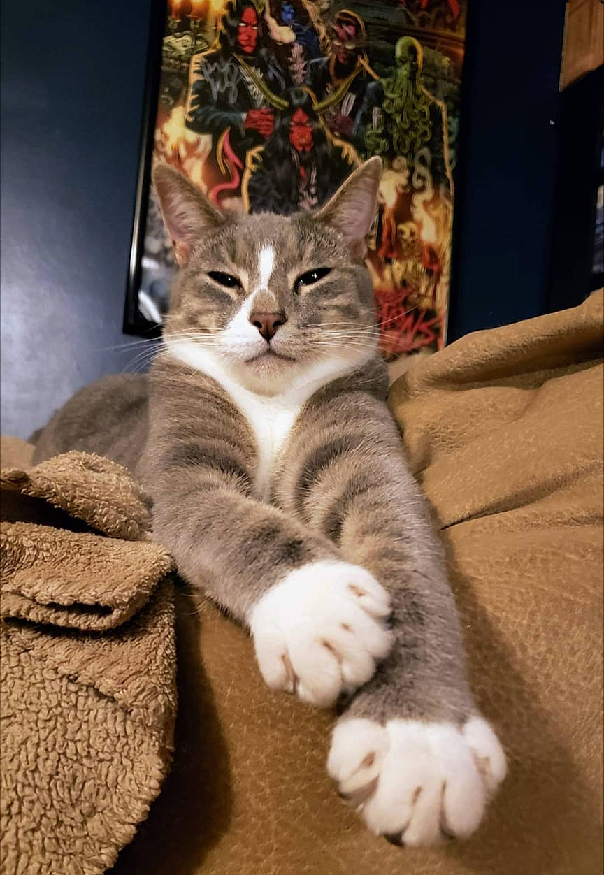 Pharaoh joined the competition — help win amazing prizes! carnivore, cat, comfort, couch, domestic_short_haired_cat, door, fawn, felidae, fur, grey, mammal, paw, picture_frame, small_to_medium_sized_cats, snout, tail, textile, vertebrate, whiskers, window