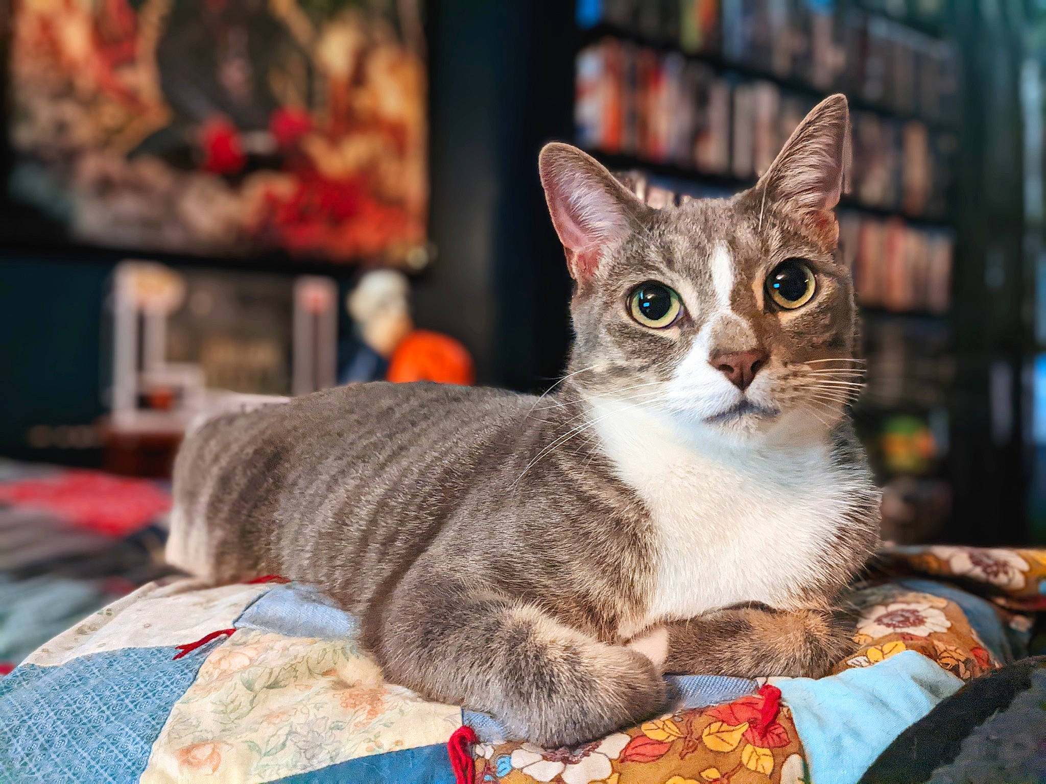 Pharaoh is registered to the contest to win money with this photo: art, carnivore, cat, claw, collar, comfort, domestic_short_haired_cat, felidae, fur, paw, photo_caption, picture_frame, sitting, small_to_medium_sized_cats, snout, tail, whiskers