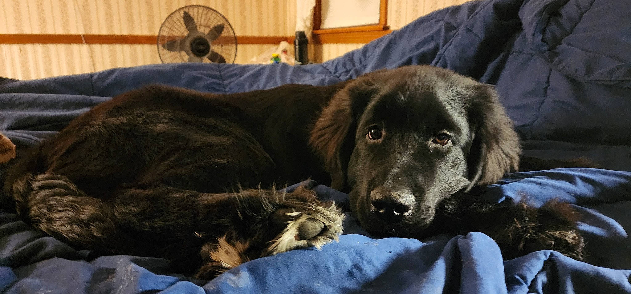 Maggie is registered to the contest to win money with this photo: canidae, carnivore, comfort, companion_dog, dog, dog_breed, fur, guard_dog, gun_dog, liver, mechanical_fan, natural_material, retriever, snout, sporting_group, whiskers, working_animal, working_dog