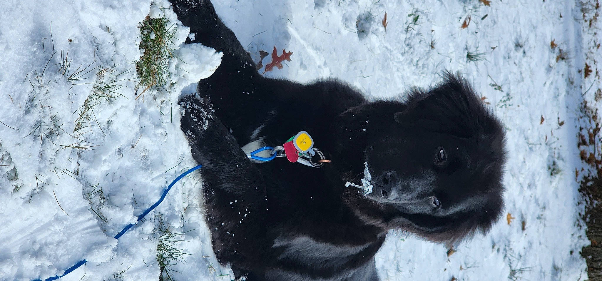 Maggie joined the competition — help win amazing prizes! canidae, carnivore, companion_dog, dog, dog_breed, dog_collar, freezing, fur, guard_dog, ice_cap, slope, snout, snow, snow_boot, sporting_group, tail, winter, working_animal, working_dog