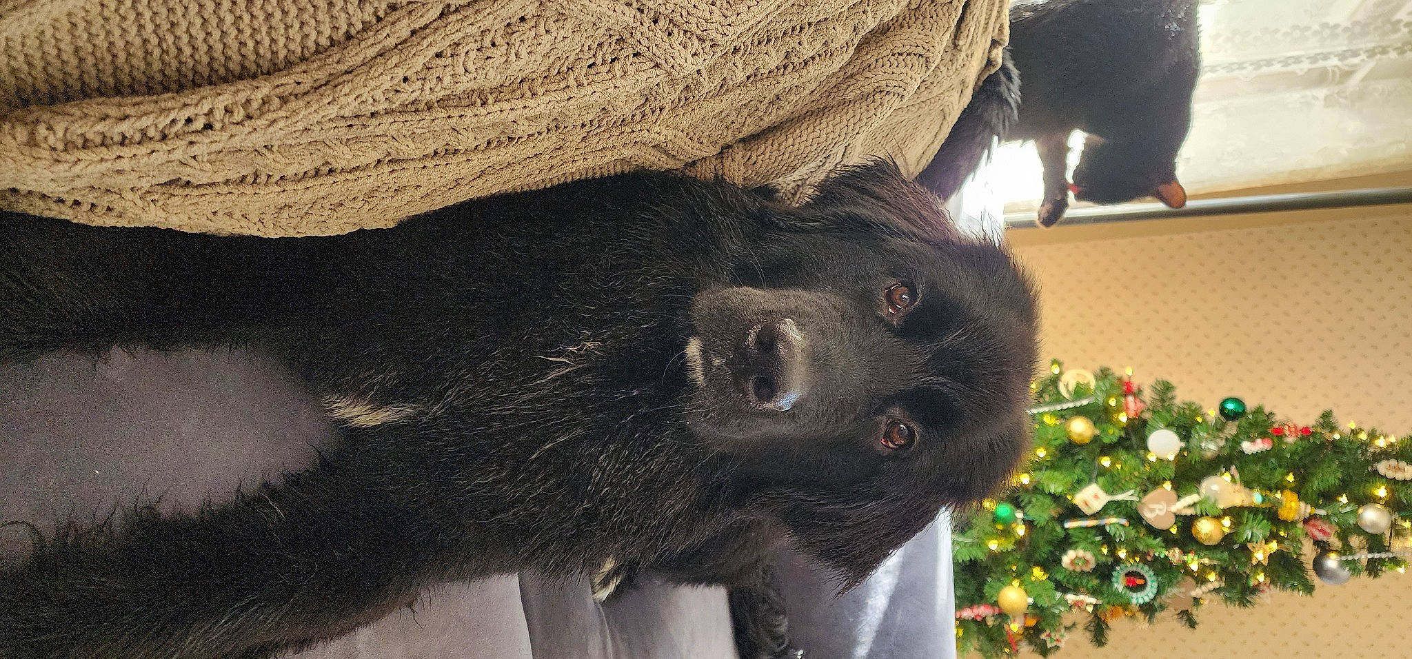 Maggie joined the competition — help win amazing prizes! carnivore, christmas_tree, claw, companion_dog, conifer, dog, dog_breed, event, fir, foot, fur, holiday, liver, ornament, paw, terrestrial_animal, tree, working_animal, woven_fabric